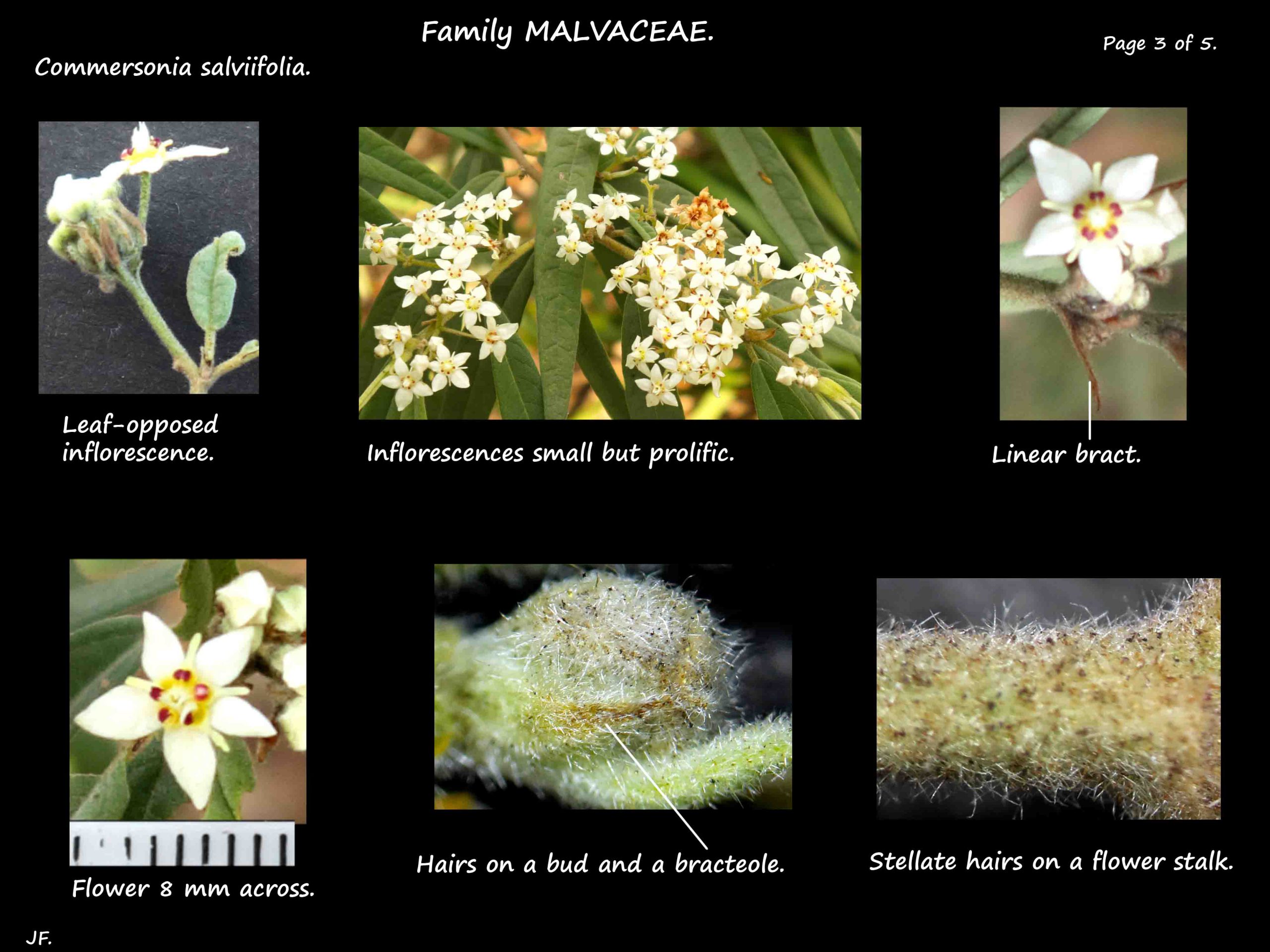 3 Commersonia salviifolia inflorescences